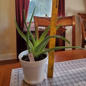 #2 LIVE Aloe Vera Plant